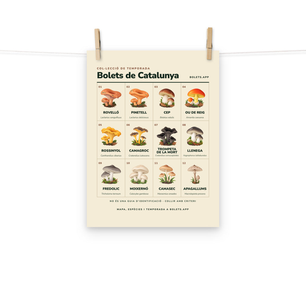 «Bolets de Catalunya»